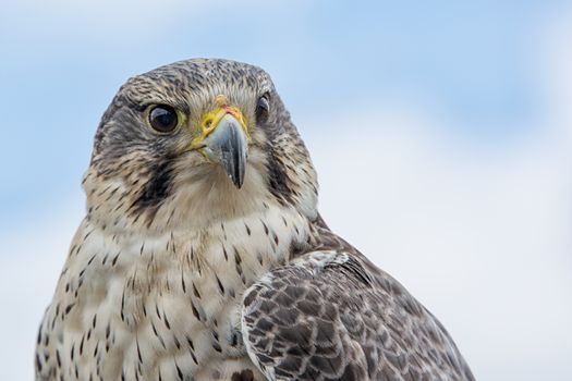 Close up photograph looking slightly up of the portrait of a saker hybrid falcon with the sky in the background