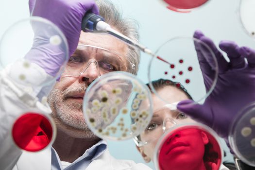 Scientists researching in laboratory, pipetting cell culture samples and serum on LB agar medium. Life science professional grafting bacteria in the petri dishes.