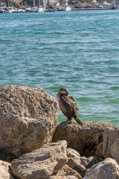 European seagull with brown and white feathers sits on a stone, in the background the sea.