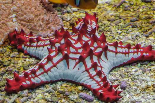 Lincks Roller Seester, Protoreaster linckii, Red Sea Star from the Indian Ocean.
