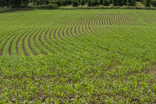  Rows of corn seedlings on a field in Germany.