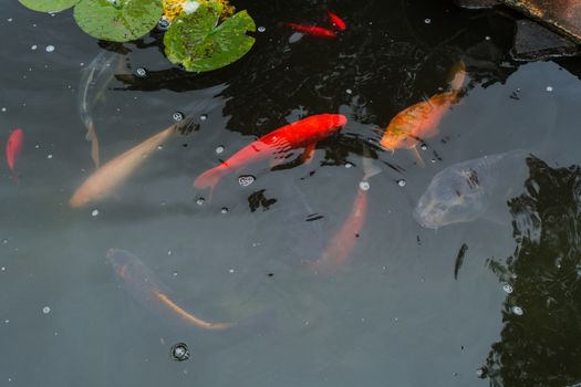 Colorful beautiful carp, Koi carp in a natural pond.