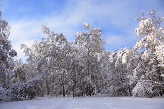 Winter background with branch tree under snow against blue sky