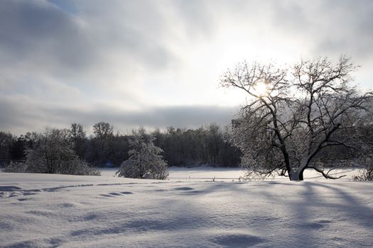 Winter background with branch tree under snow against blue sky