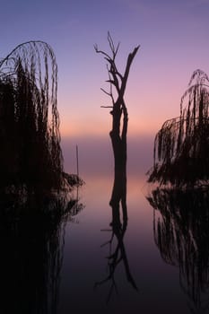 Sunrise over the lake and some fog rolled in first lightly then very dense after sun came up.  Beautiful scene of a dead bum tree amongst weeping willows on the shorebank.