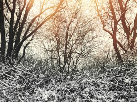 Sunset in a beautiful winter park with snowy trees.