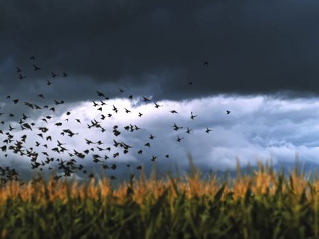 A flock of crows takes off over the field.