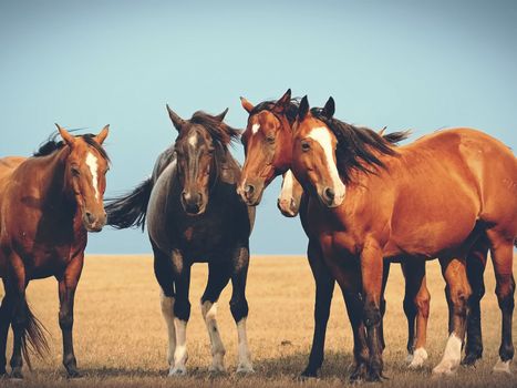 Horses in the steppe. A small herd of horses in a field.