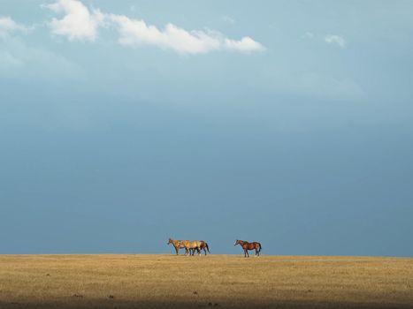 Horses in the steppe. A small herd of horses in a field.
