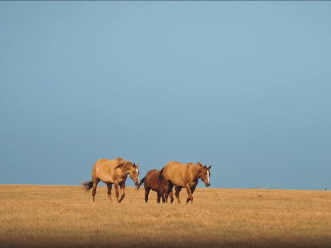 Horses in the steppe. A small herd of horses in a field.