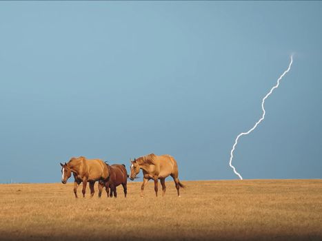 Horses in the steppe. A small herd of horses in a field.