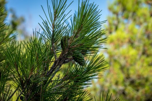 Pine cone growing on a tree in Malaga, Spain, Europe on a bright summer day