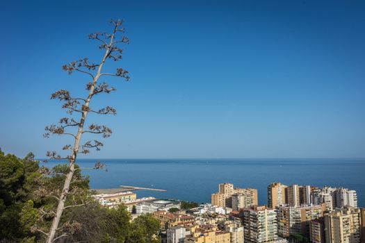 City skyline of Malaga overlooking the sea ocean in Malaga, Spain, Europe on a bright summer day with blue skies with trees