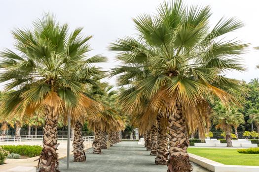 Palm trees along the Malagueta beach in Malaga, Spain, Europe on a cloudy morning