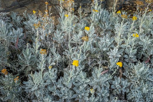 Yellow flower on a ligght green plant on the moutain at Malaga, Spain, Europe on a bright summer day