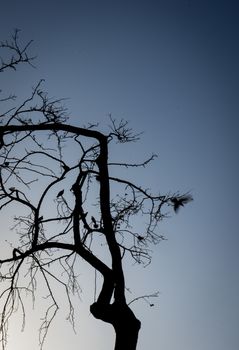 Silhouette pf a tree with a bird flying off it at Malaga, Spain, Europe at sunset