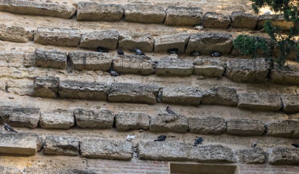 The wall of pigeons at Malaga, Spain, Europe on a bright summer day