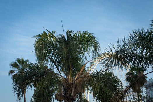 The top of a plam tree against a blue sky background in Malaga, Spain, Europe on a bright summer day