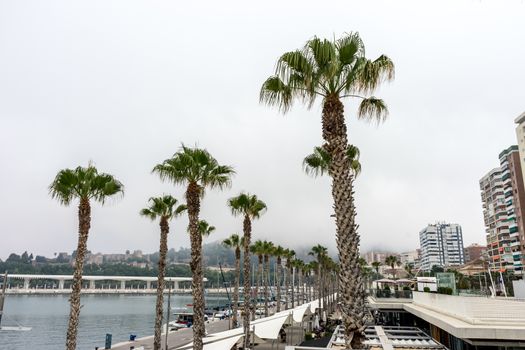 Palm trees along the Malagueta beach in front a fog covered hill in Malaga, Spain, Europe on a cloudy morning