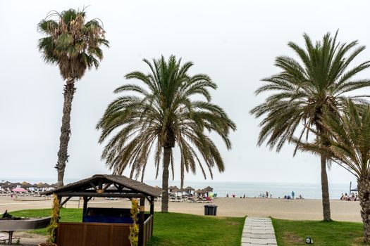 Tall palm trees along the Malaguera beach with ocean in the background in Malaga, Spain, Europe on a cloudy morning