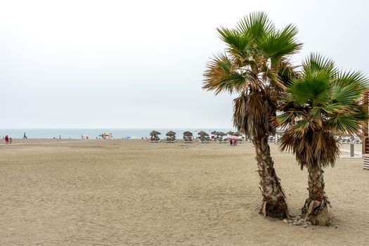 Twin palm trees along the Malagueta beach with ocean in the background in Malaga, Spain, Europe on a cloudy morning