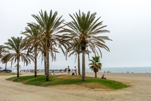 Tall palm trees along the Malaguera beach with ocean in the background in Malaga, Spain, Europe on a cloudy morning
