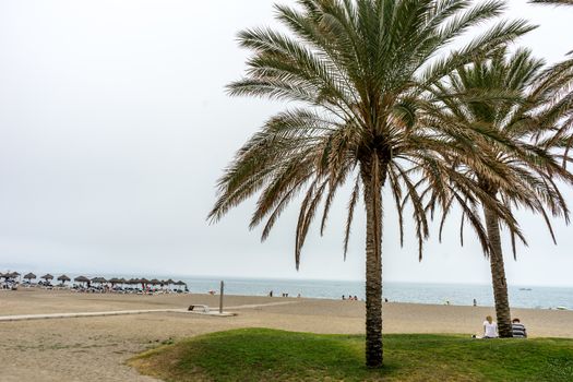 Tall twin palm trees along the Malaguera beach with ocean in the background in Malaga, Spain, Europe on a cloudy morning