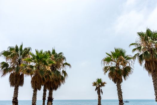 Tall palm trees along the Malaguera beach with ocean in the background in Malaga, Spain, Europe on a cloudy morning