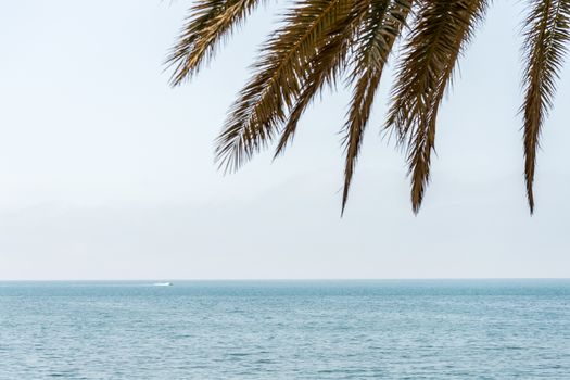 Palm tree leaves against the backdrop of a ocean at Malagueta beach, Malaga, Spain, Europe on a cloudy morning