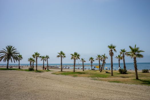 A collective bunch of palm trees at Malagueta beach with the ocean in the background in Malaga, Spain, Europe on a cloudy morning