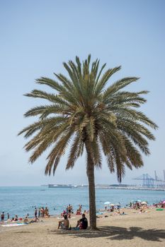 tall palm tree along the Malaguera beach with ocean in the background in Malaga, Spain, Europe with clear blue sky