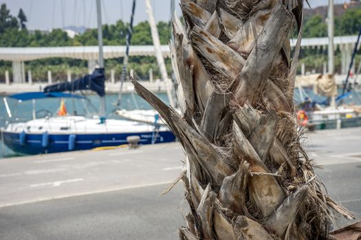 Bark of a palm tree with a boat in the background in Malaga, Spain, Europe on a bright summer day