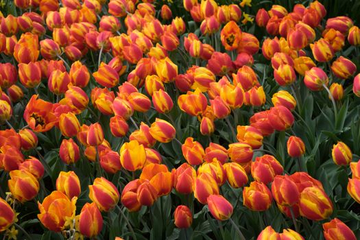 Fresh Bright red tulips with a tinge of yellow on a summer spring day in Lisse, Keukenhoff,  Netherlands, Europe