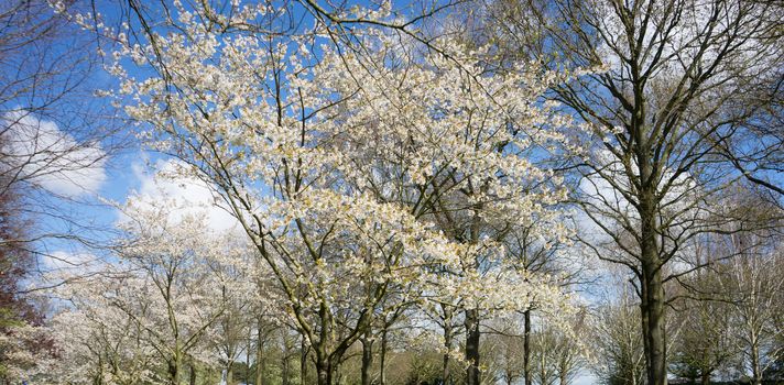 white cherry blossom tree against a blue sky in Lisse, Netherlands, Europe on a bright summer day