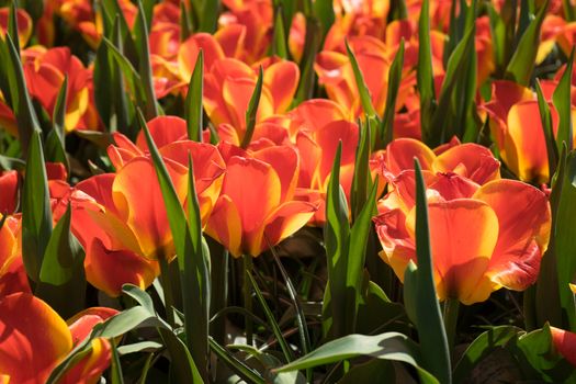 Red tulips in a garden in Lisse, Netherlands, Europe on a bright summer day