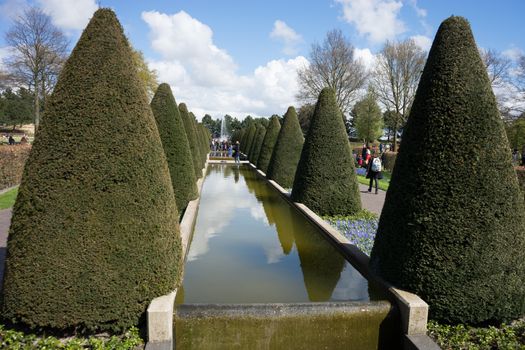 Cone tree and a water pond in a garden in Lisse, Netherlands, Europe on a bright summer day