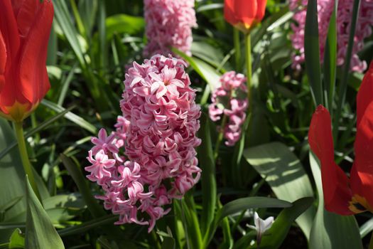 Pink Hyacinth flowers in a garden in Lisse, Netherlands, Europe on a bright summer day