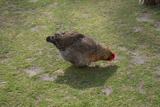 Chicken on the grass in a garden in Lisse, Netherlands, Europe on a bright summer day