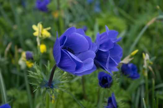 Blue tulip flower in a garden in Lisse, Netherlands, Europe on a bright summer day