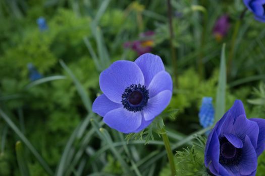 Blue tulip flower in a garden in Lisse, Netherlands, Europe on a bright summer day