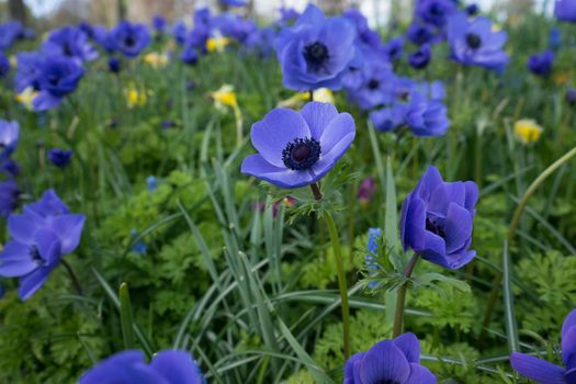 blue tulip flower in a garden in Lisse, Netherlands, Europe on a bright summer day