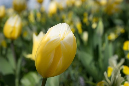 Yellow Tulip flowers in a garden in Lisse, Netherlands, Europe on a bright summer day