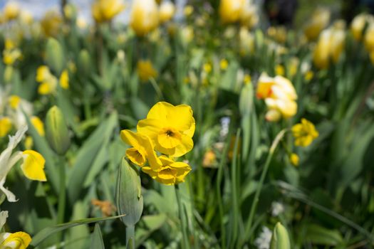 Yellow daffodil flowers in a garden in Lisse, Netherlands, Europe on a bright summer day