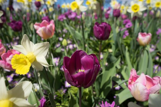 Yellow daffodil and pink tulip flowers in a garden in Lisse, Netherlands, Europe on a bright summer day