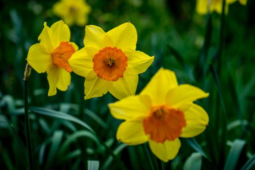 Yellow orange daffodil flowers in a garden in Lisse, Netherlands, Europe on a bright summer day