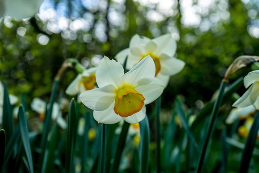 White daffodil with blurred background in a garden in Lisse, Netherlands, Europe on a bright summer day