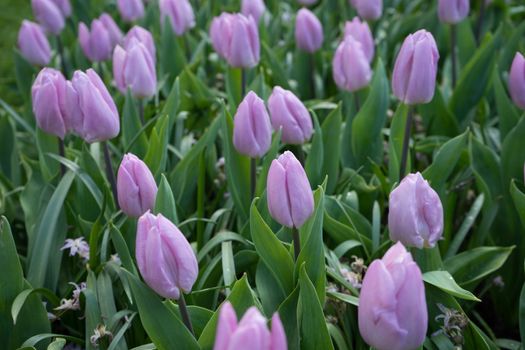 Rose colored tulip buds in a garden in Lisse, Netherlands, Europe on a bright summer day