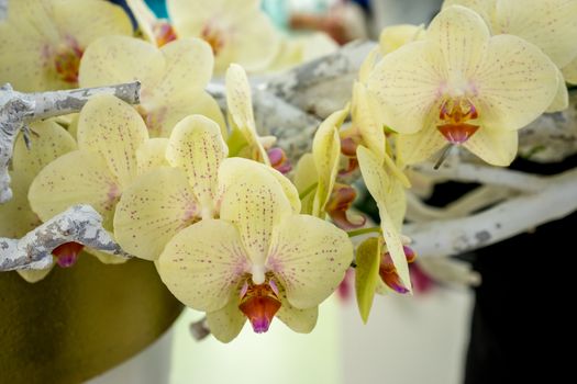 White Orchids in a garden in Lisse, Netherlands, Europe on a bright summer day