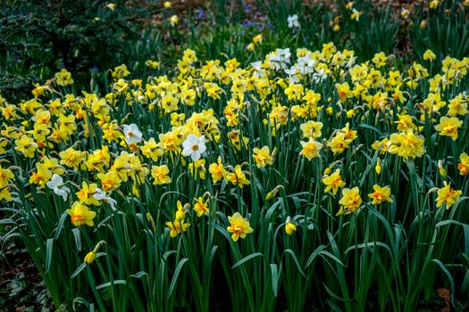 White and yellow daffodils in a flower garden in summer in Lisse, Keukenhoff,  Netherlands, Europe