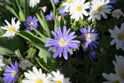 Violet and white flowers in a garden in Lisse, Netherlands, Europe on a bright summer day